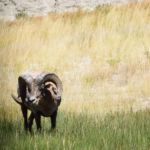 Bighorn Sheep Ram in The Badlands