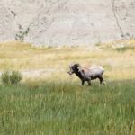 Bighorn Sheep Ram in The Badlands