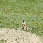 yet another prairie dog