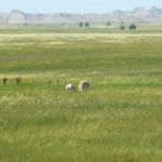 2 male antelopes battling