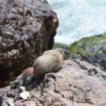 Yellow Bellied Marmot