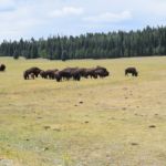 buffalo herd