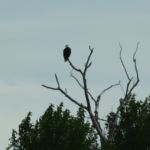 bald eagle near Clark Caverns State Campground