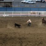 Cody Rodeo: men's calf roping