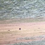 grizzly bear and cub (and two rocks)