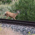 mule deer near Clark Caverns State Campground