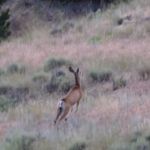 mule deer near Clark Caverns State Campground