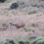 doe and fawn mule deer near Clark Caverns State Campground