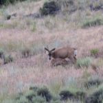 doe and fawn mule deer near Clark Caverns State Campground