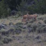 complete mule deer family near Clark Caverns State Campground