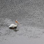 pelican near Clark Caverns State Campground